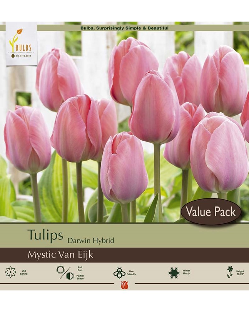 Tulip Mysitc Van Eijk