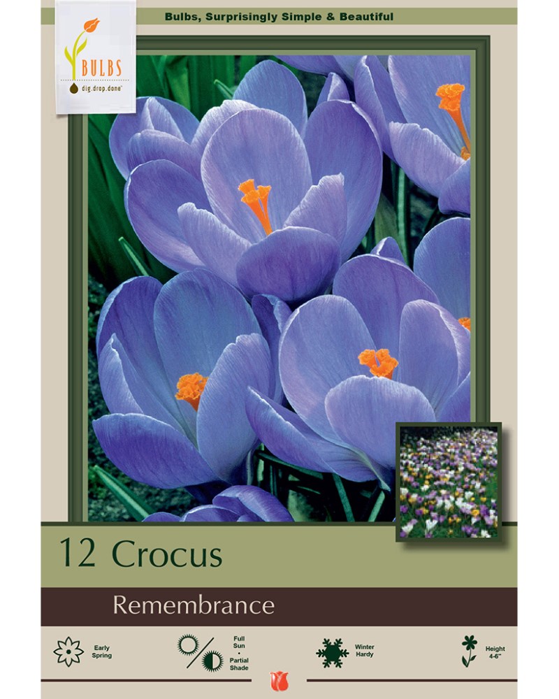 Crocus Remembrance