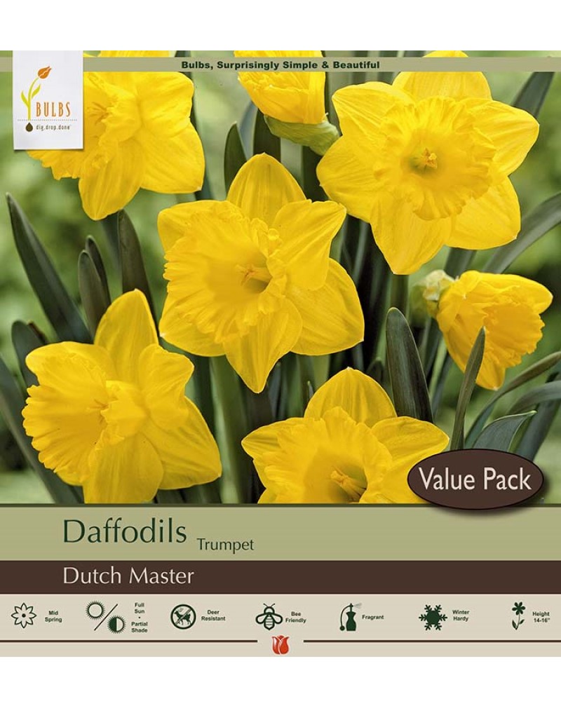 Narcissus Dutch Master Value Pack