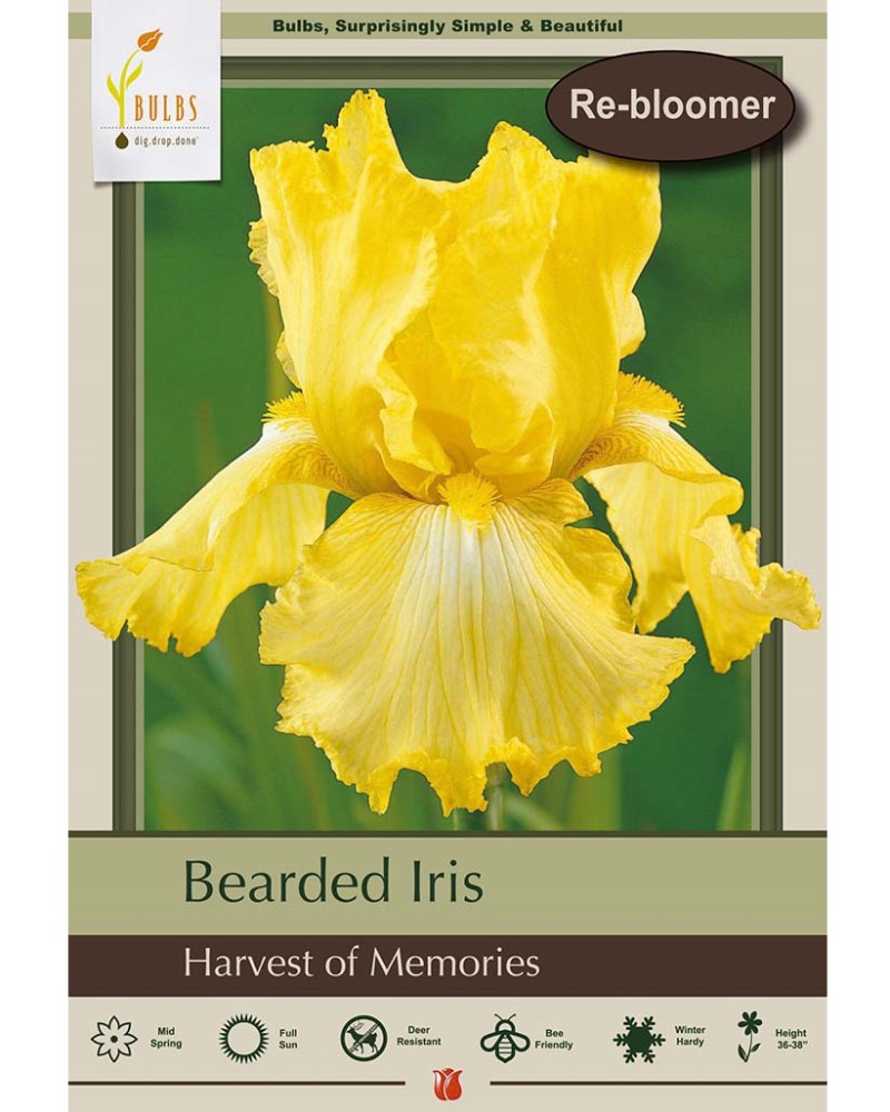 Iris Harvest of Memories