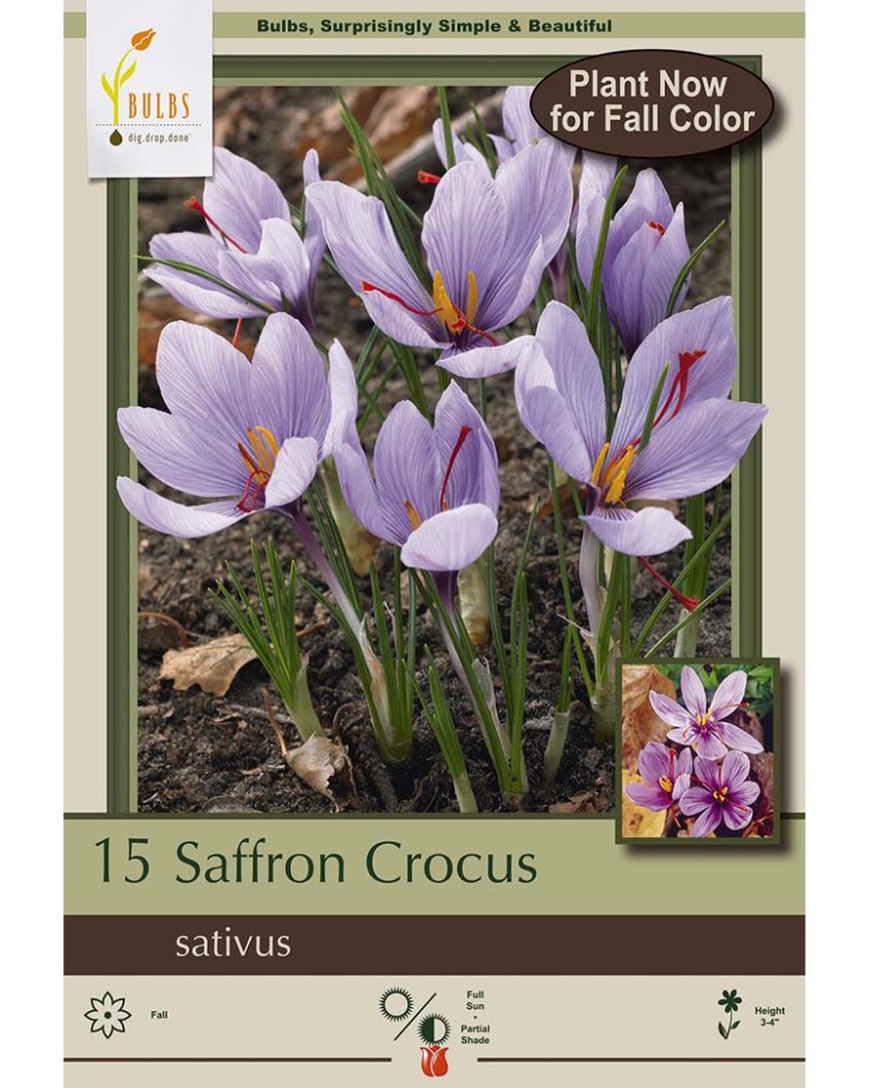 Crocus Saffron
