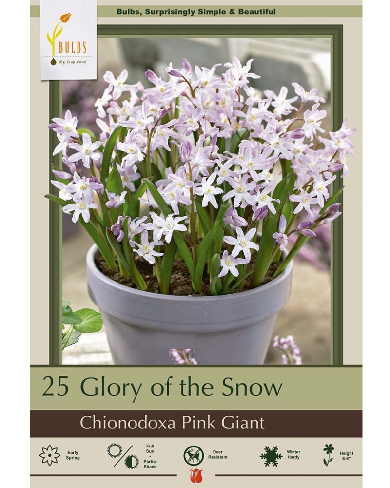 Chionodoxa Pink Giant