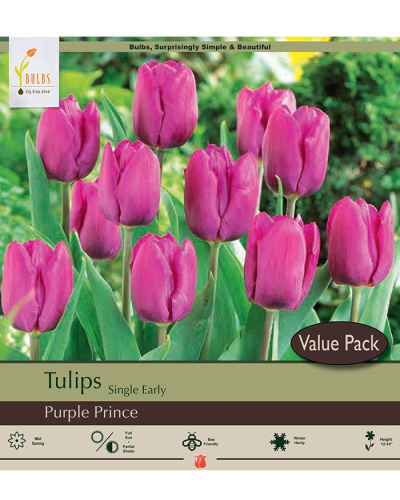 Tulip Purple Prince