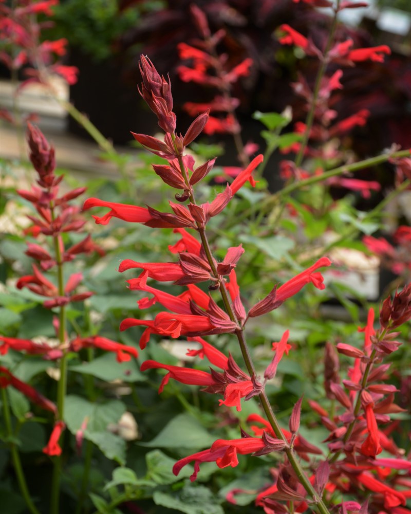 Salvia Roman Red #1