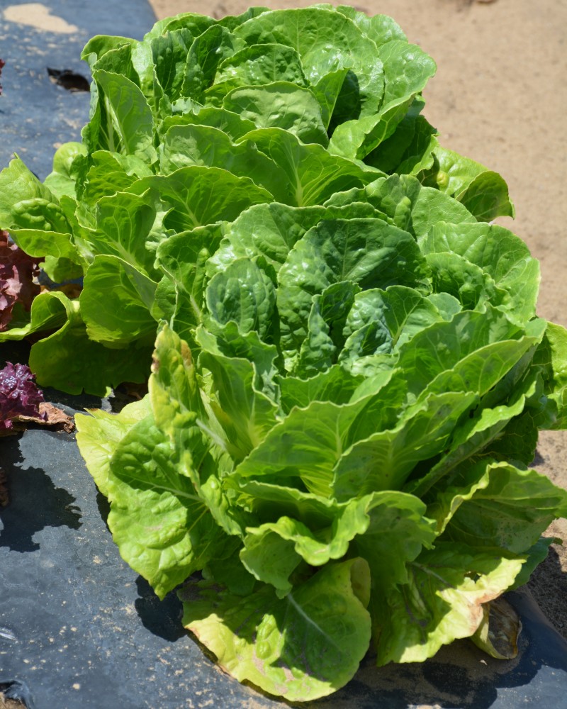 Lettuce Paris Island 6 Pack