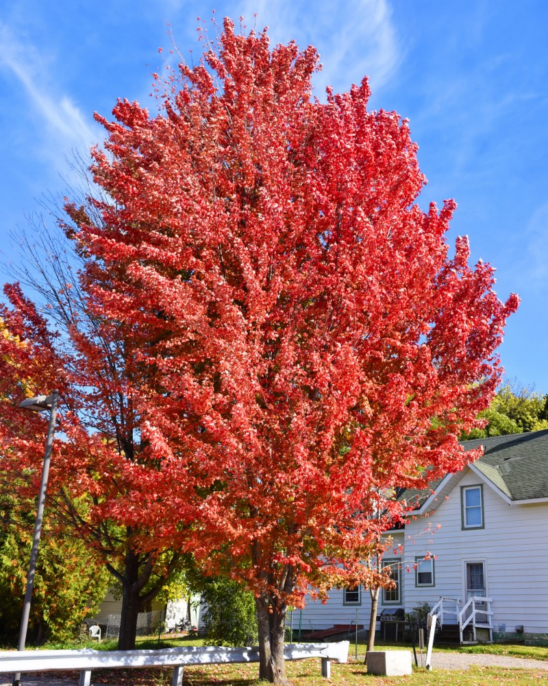 Celebration Maple #20<br><i>Acer x freemanii Celebration</br></i>