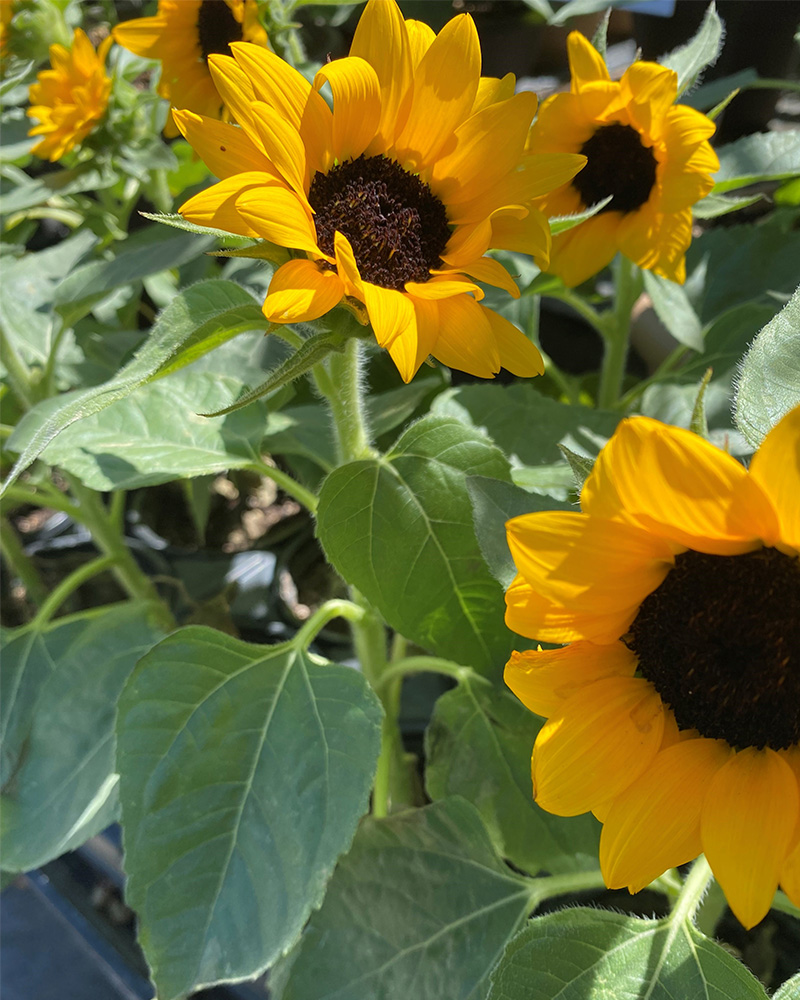 Sunflower Miss Sunshine Annual 4"