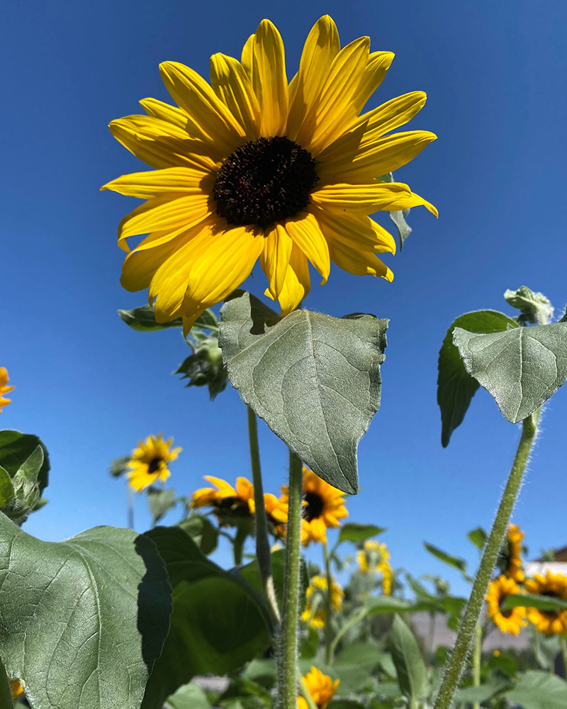 Sunflower Sunfinity 8"