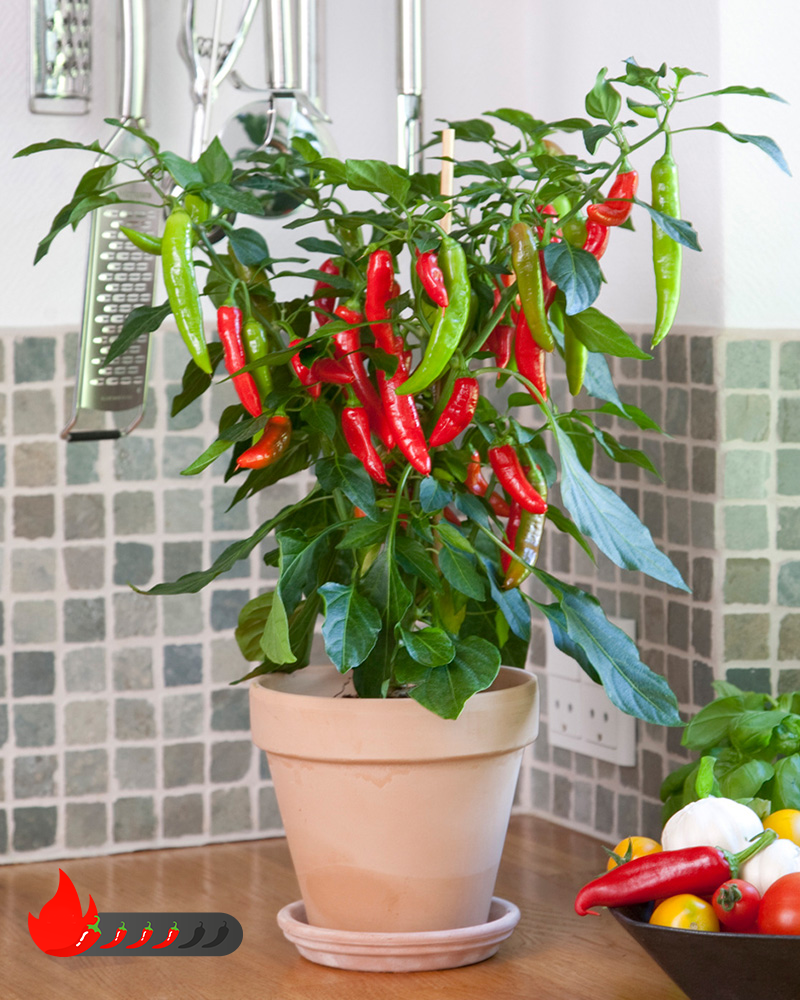 Kitchen Minis™ Hot Fajita Edible Potted Pepper<br><i>Capsicum annuum Hot Fajita</br></i>
