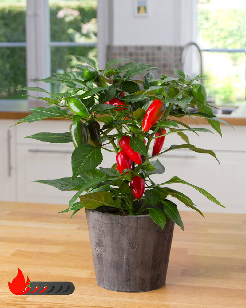 Kitchen Minis™ Tamale Edible Potted Pepper<br><i>Capsicum annuum Tamale</br></i>