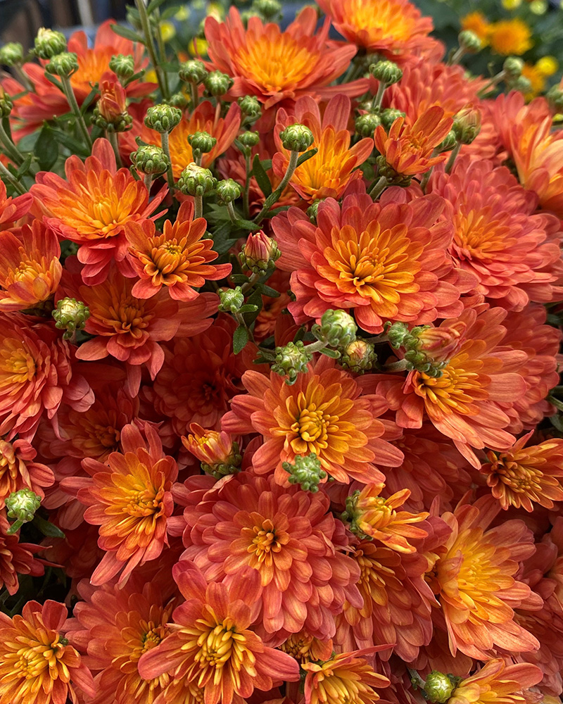 Mum Orange Bicolor Decorative 8"