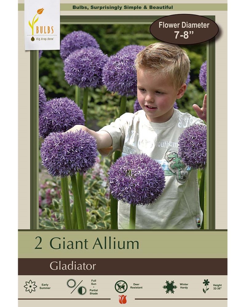 Allium Gladiator