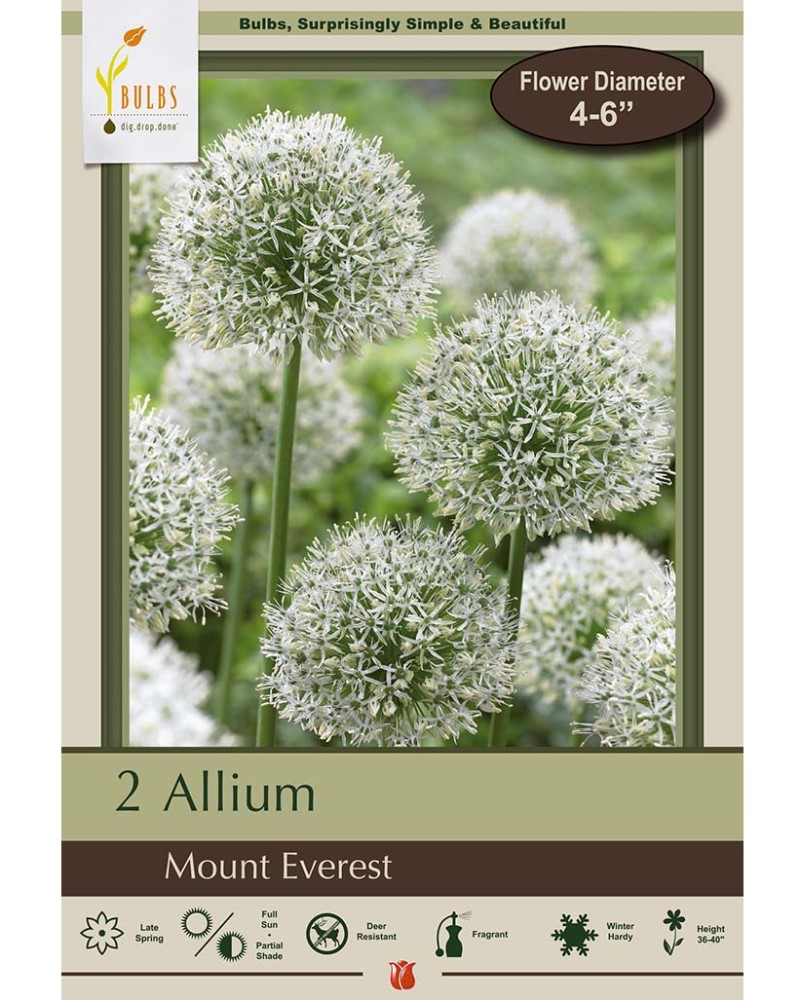 Allium Mount Everest