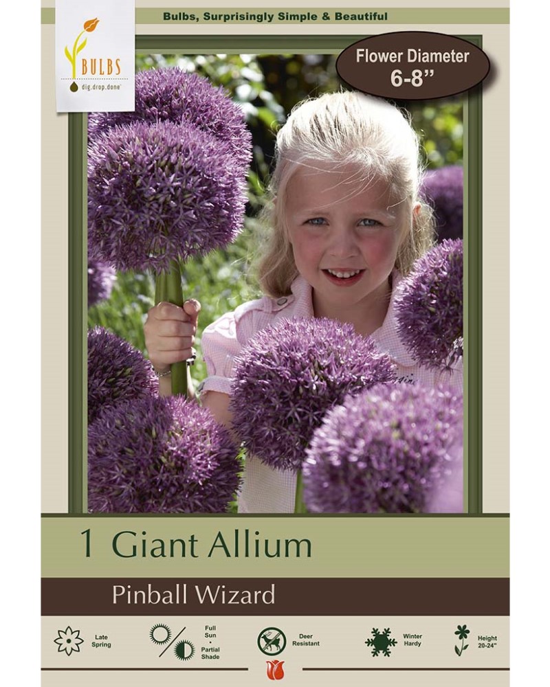 Allium Pinball Wizard