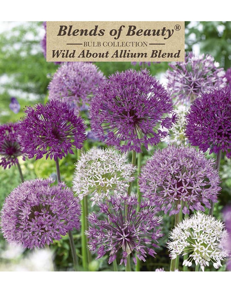 Allium Wild About Allium Blend