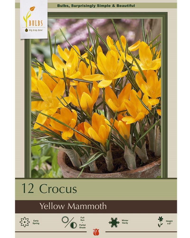 Crocus Yellow Mammoth