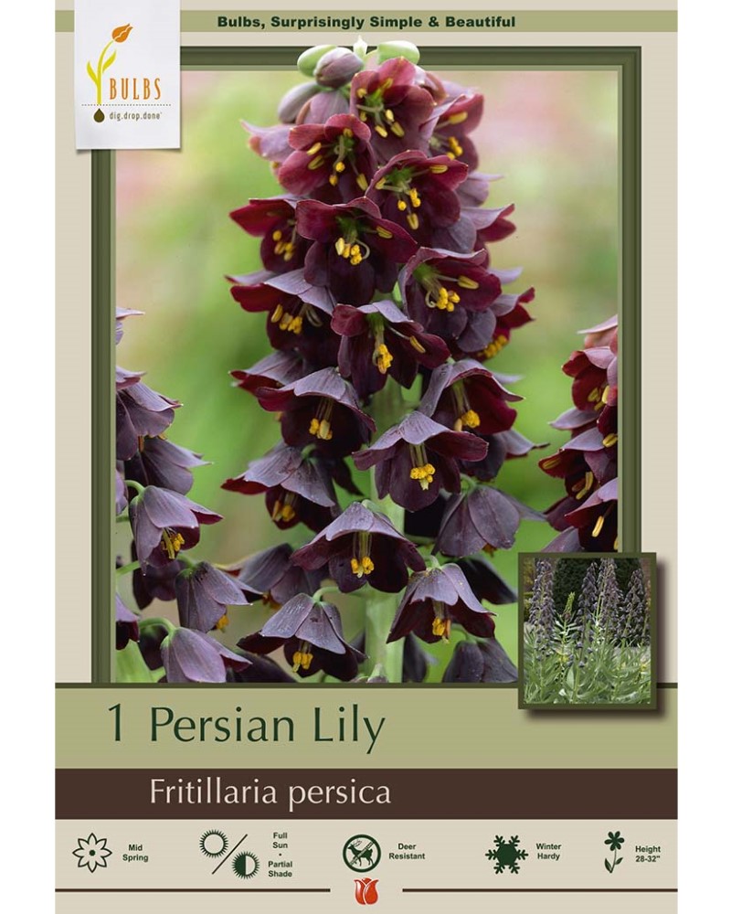Fritillaria Persian Lily