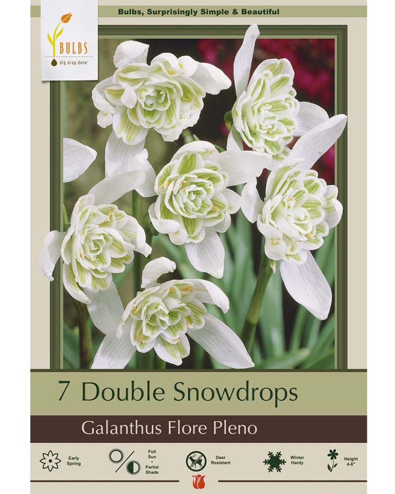 Galanthus Flore Pleno