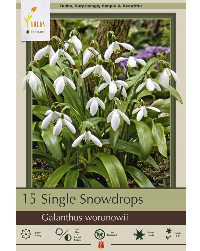 Galanthus Snowdrops