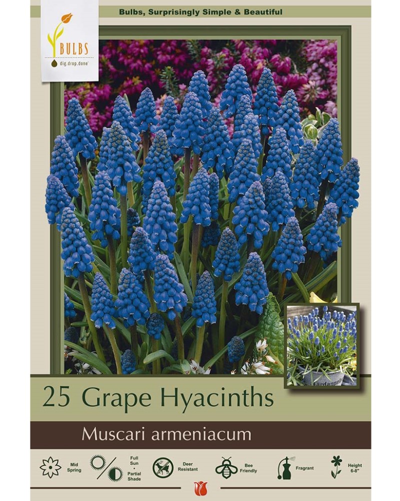Muscari Grape Hyacinths