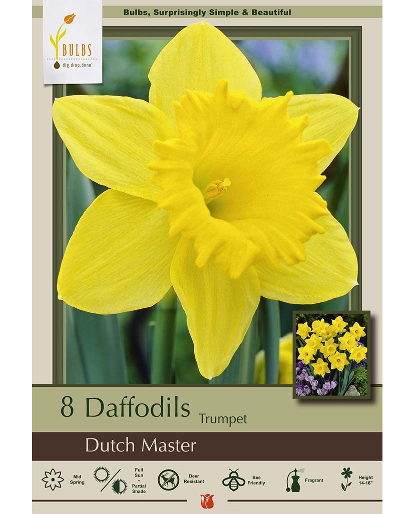 Narcissus Dutch Master