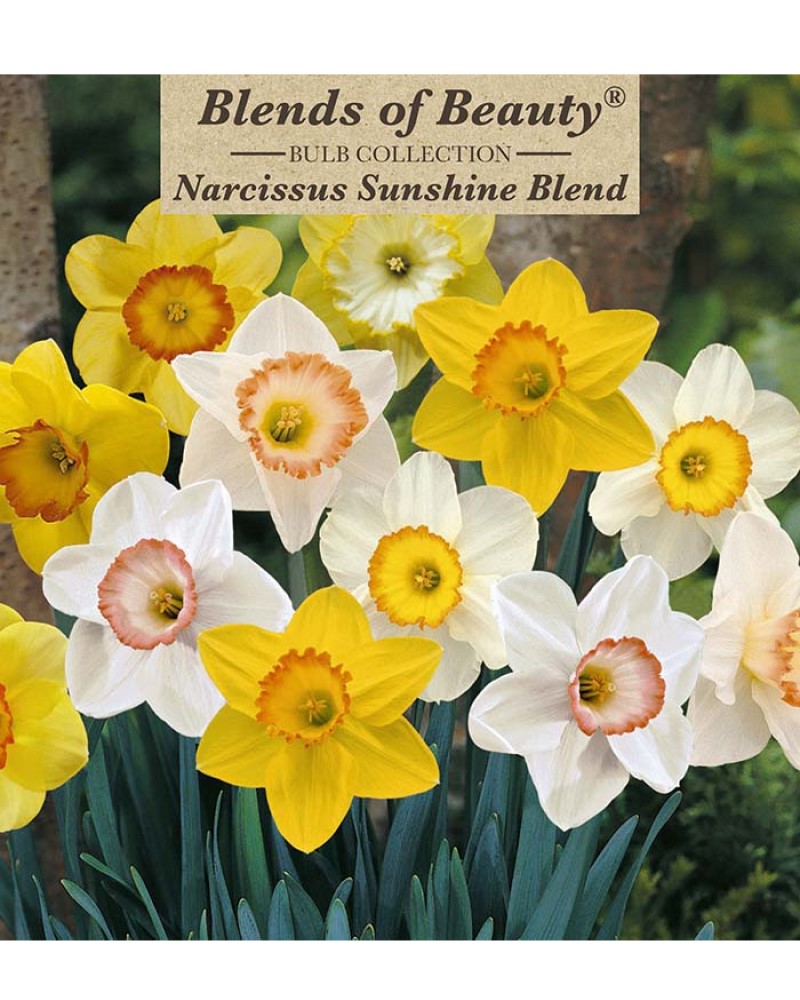 Narcissus Sunshine Blend