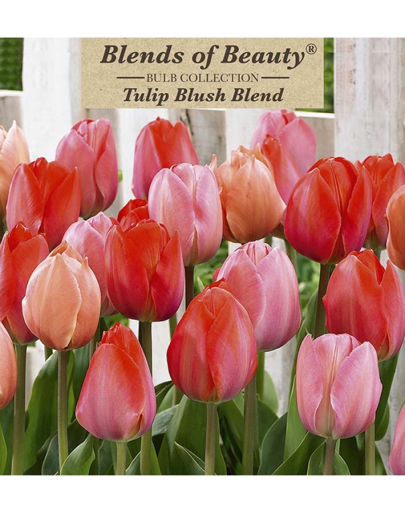 Tulip Blush Blend