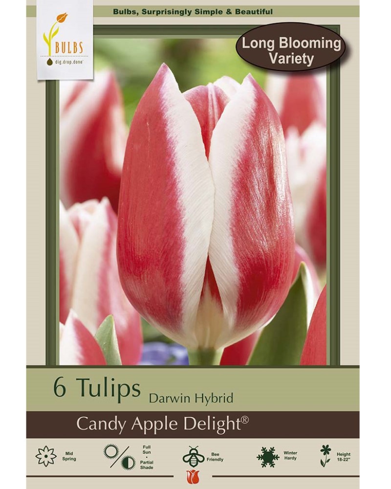 Tulip Candy Apple Delight
