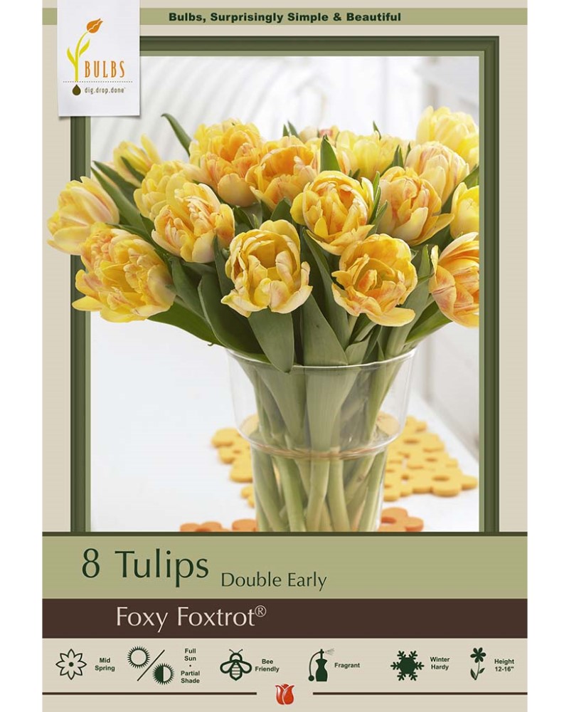Tulip Foxy Foxtrot