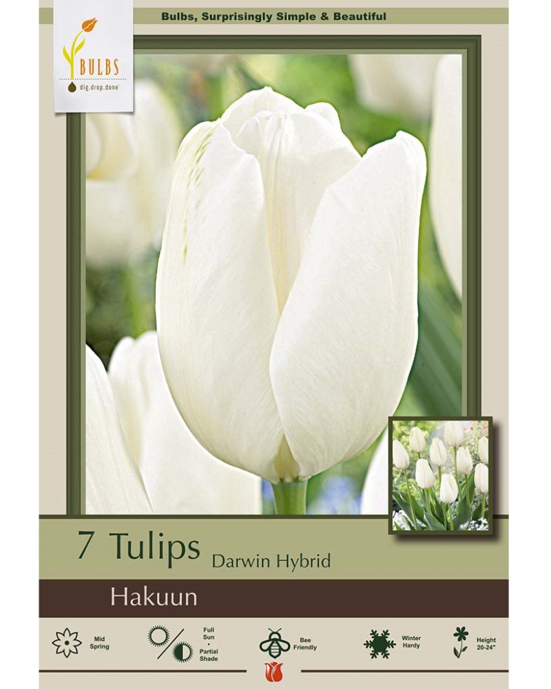 Tulip Hakuun