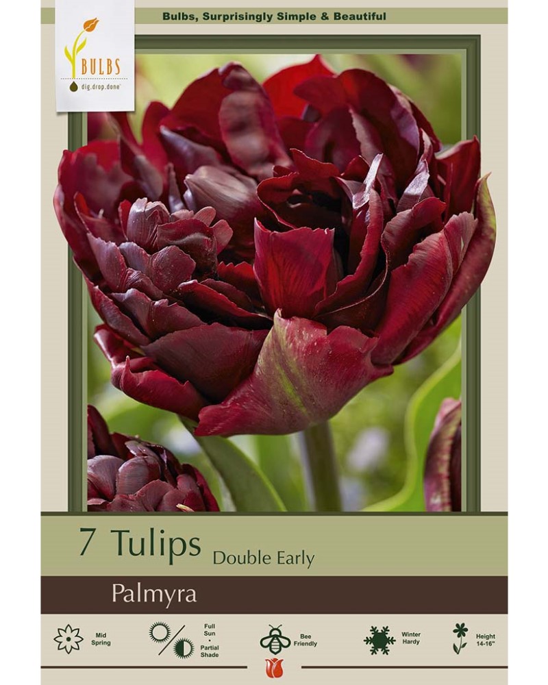 Tulip Palmyra