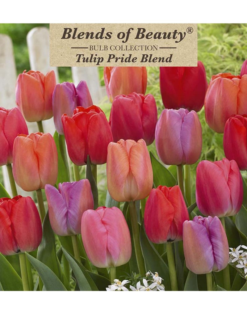 Tulip Pride Blend