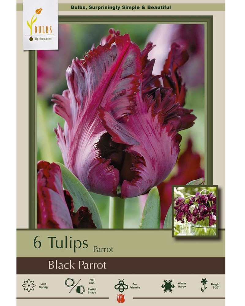 Tulip Black Parrot