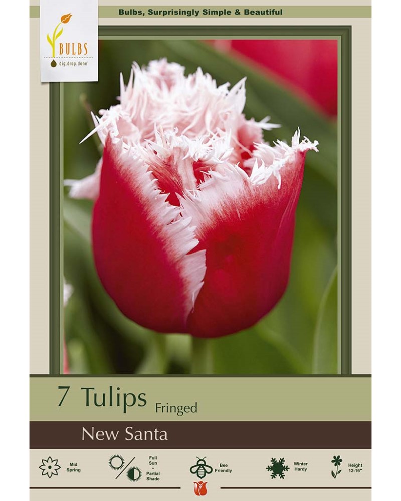 Tulip New Santa