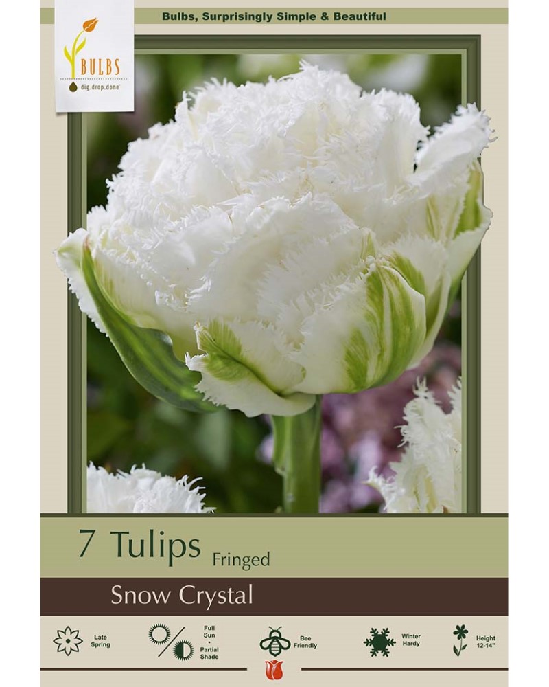 Tulip Snow Crystal