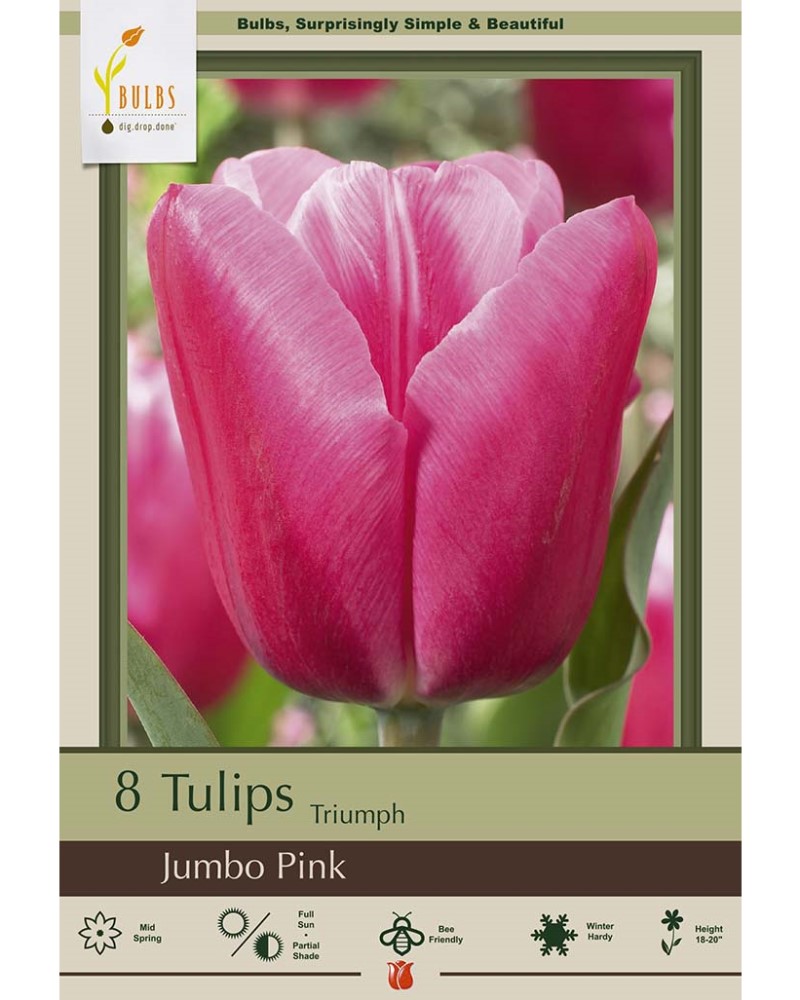 Tulip Jumbo Pink