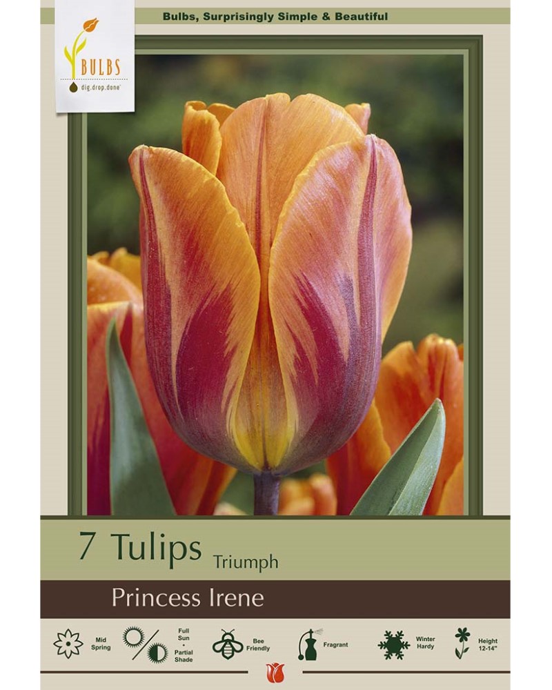 Tulip Princess Irene