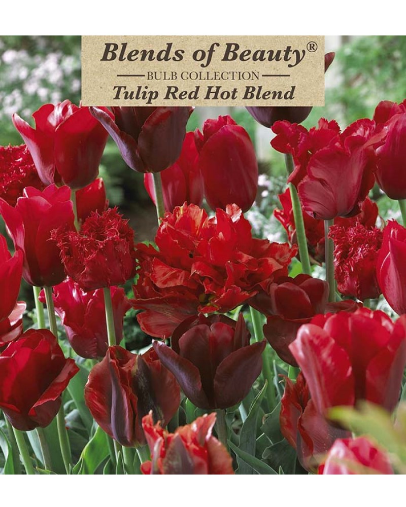 Tulip Red Hot Blend