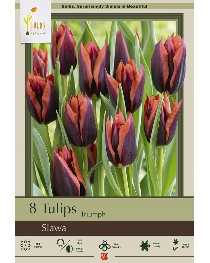 Tulip Slawa