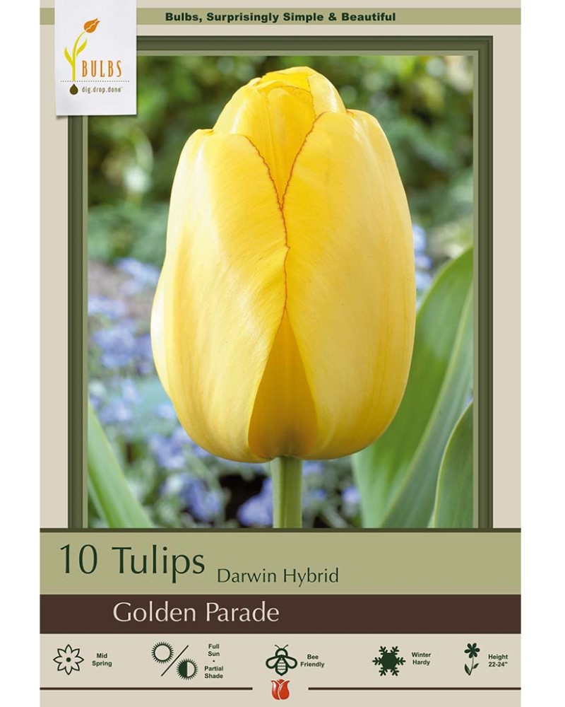 Tulip Golden Parade