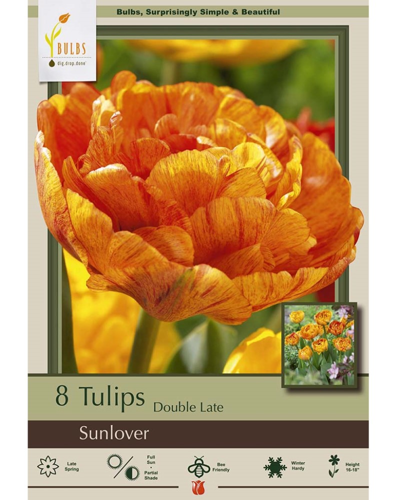Tulip Sunlover