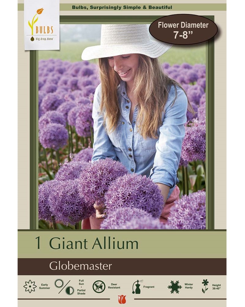 Allium Globemaster