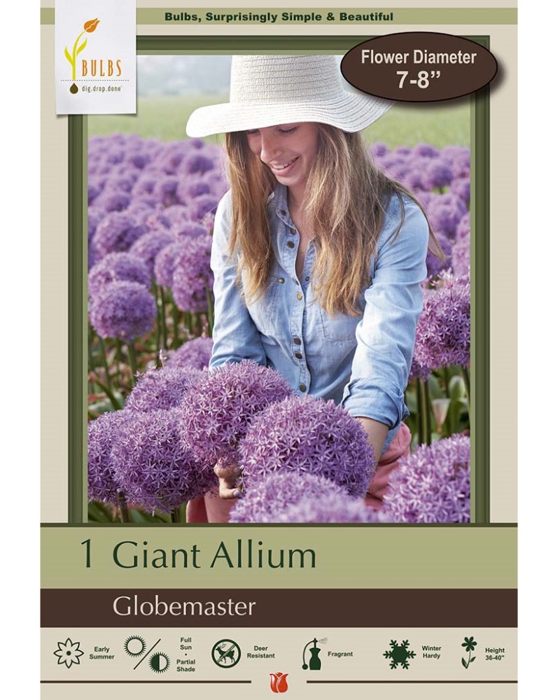 Allium Globemaster