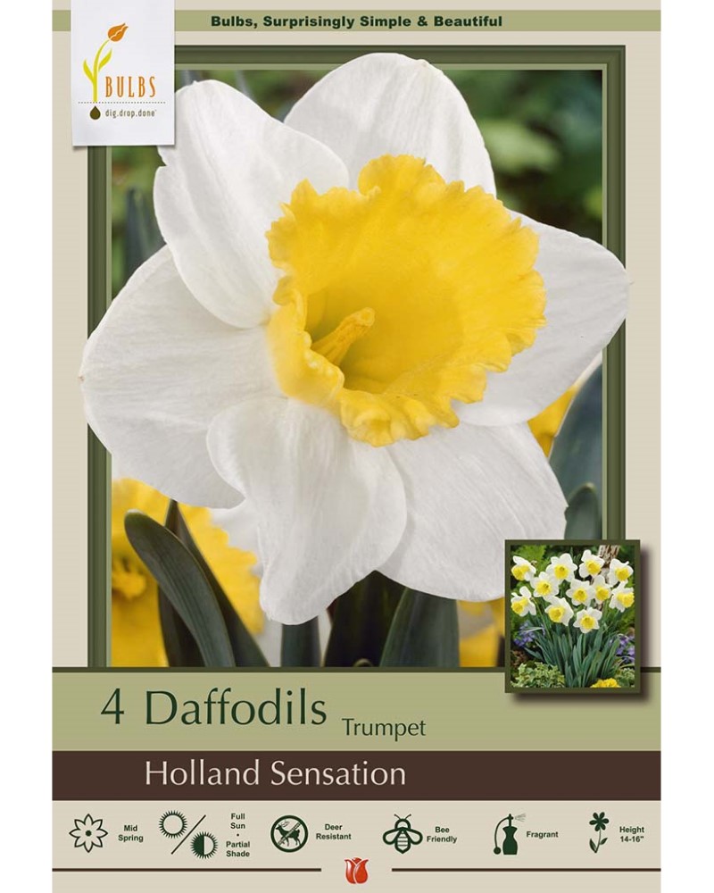 Narcissus Holland Sensation