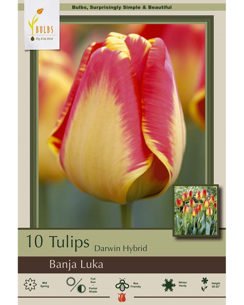 Tulip Banja Luka