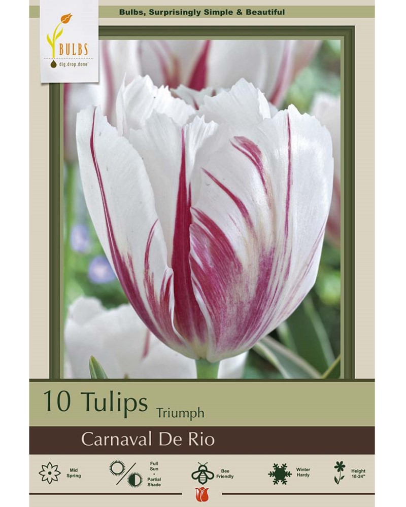 Tulip Carnaval De Rio