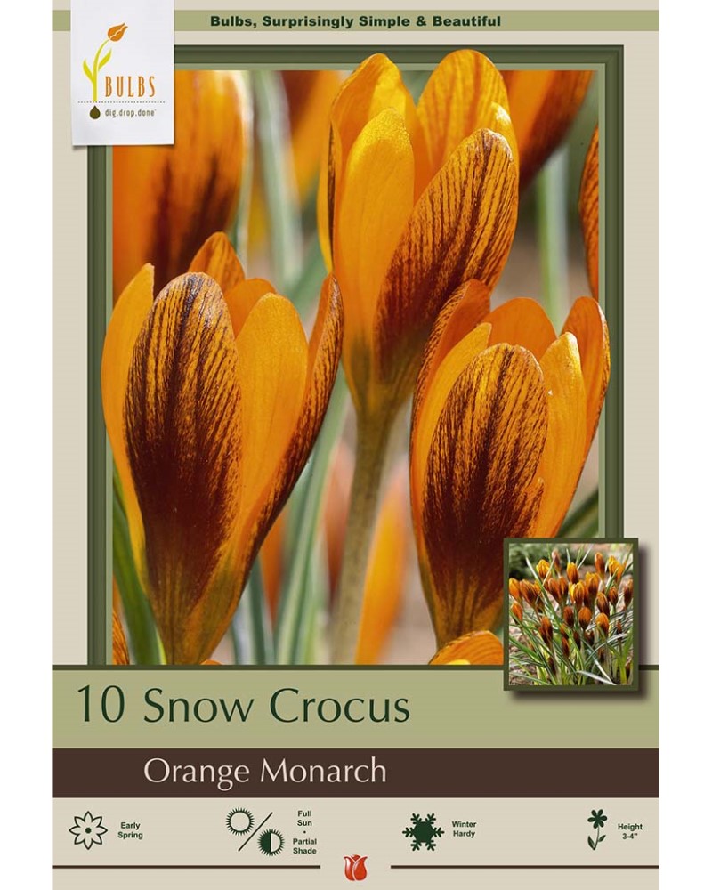 Crocus Orange Monarch