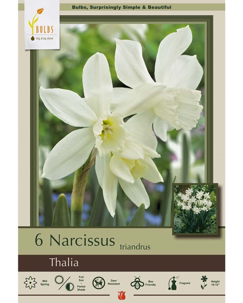 Narcissus Thalia