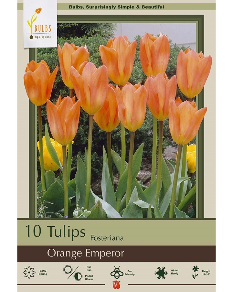 Tulip Orange Emperor