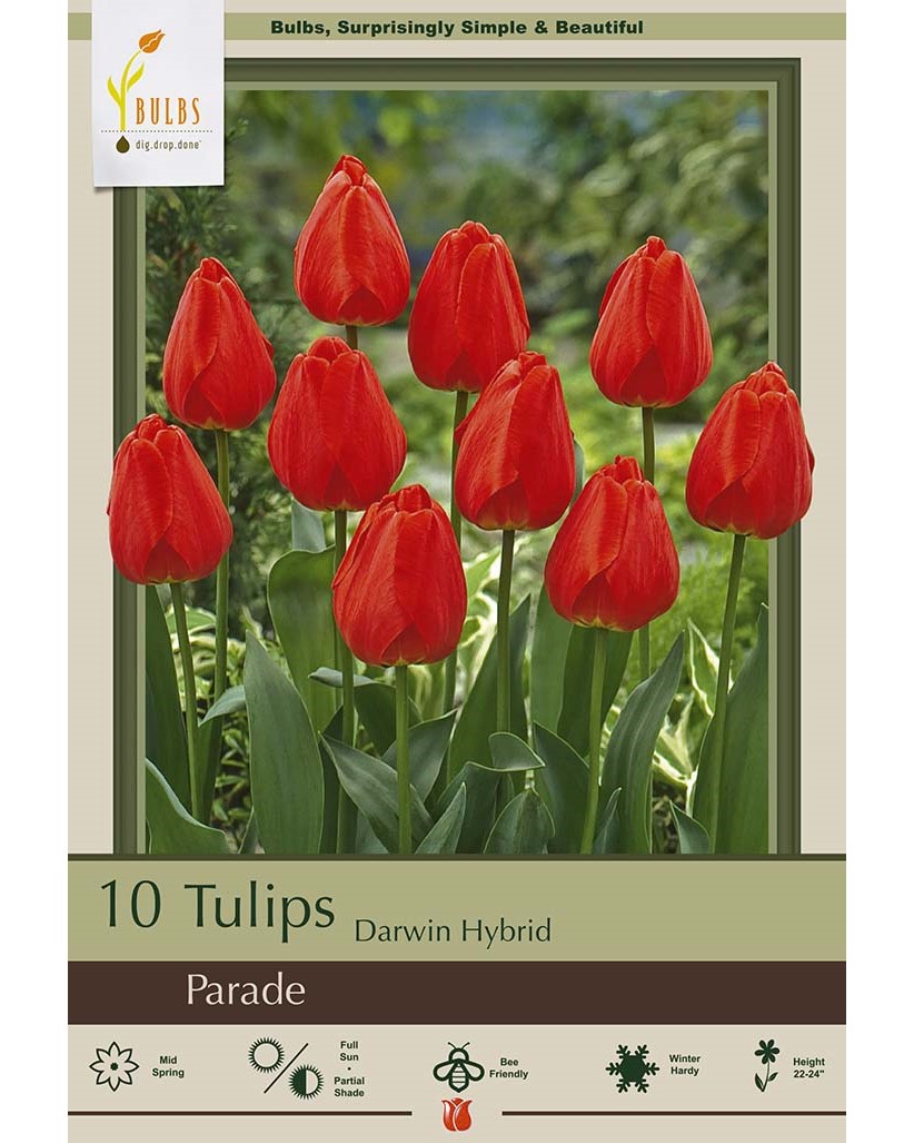 Tulip Parade